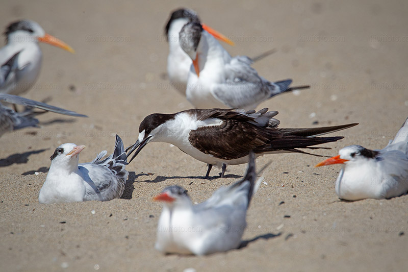 Sooty Tern Picture @ Kiwifoto.com