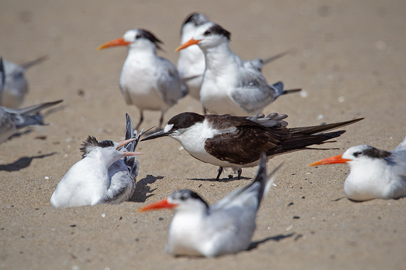 Sooty Tern Photo @ Kiwifoto.com
