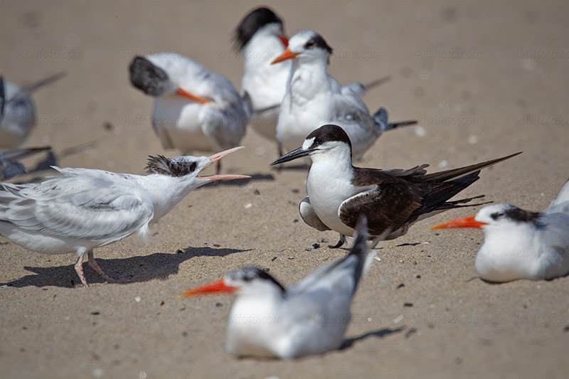Sooty Tern Picture @ Kiwifoto.com
