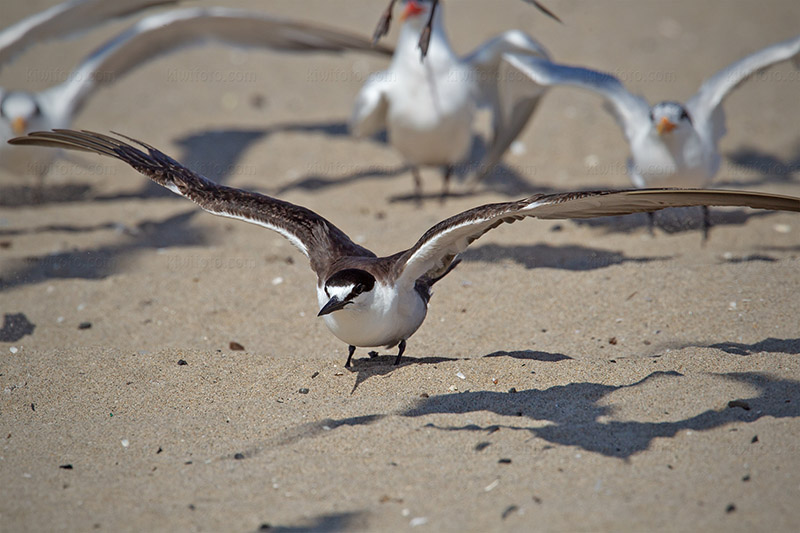 Sooty Tern Photo @ Kiwifoto.com