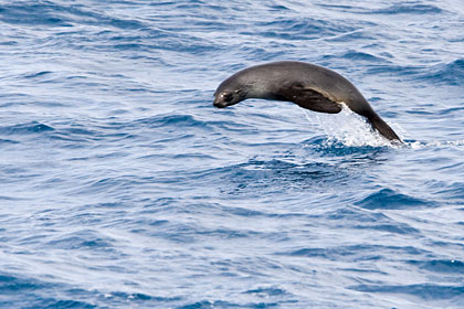 South American Fur Seal