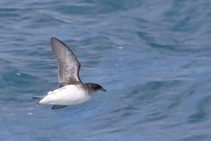 South Georgia Diving-petrel Photo @ Kiwifoto.com