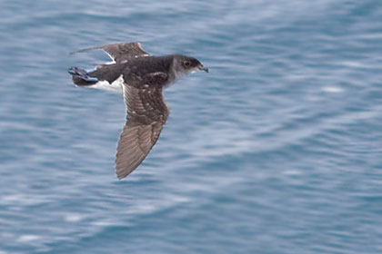 South Georgia Diving-petrel Image @ Kiwifoto.com