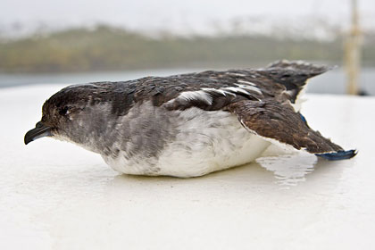 South Georgia Diving-petrel Picture @ Kiwifoto.com