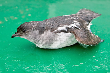 South Georgia Diving-petrel Image @ Kiwifoto.com