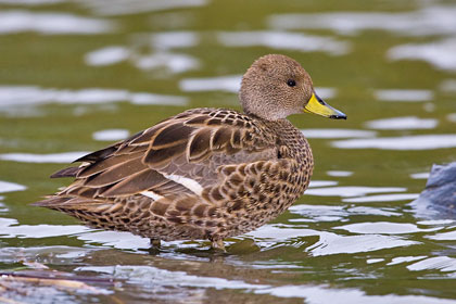 South Georgia Pintail Photo @ Kiwifoto.com