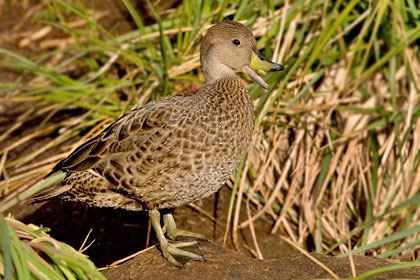 South Georgia Pintail Photo @ Kiwifoto.com