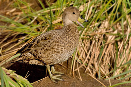 South Georgia Pintail Picture @ Kiwifoto.com