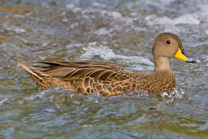 South Georgia Pintail Picture @ Kiwifoto.com