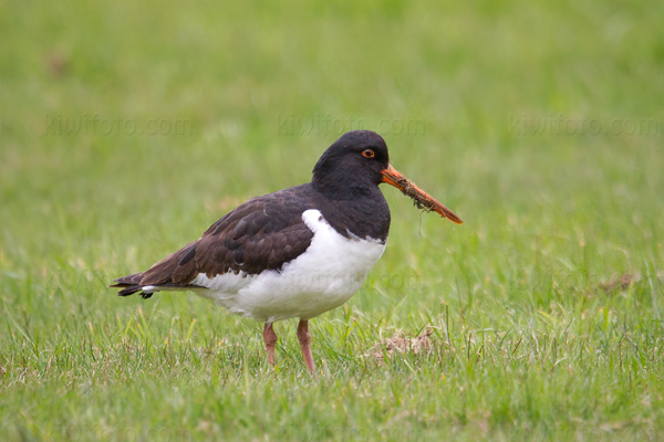 South Island Oystercatcher Picture @ Kiwifoto.com