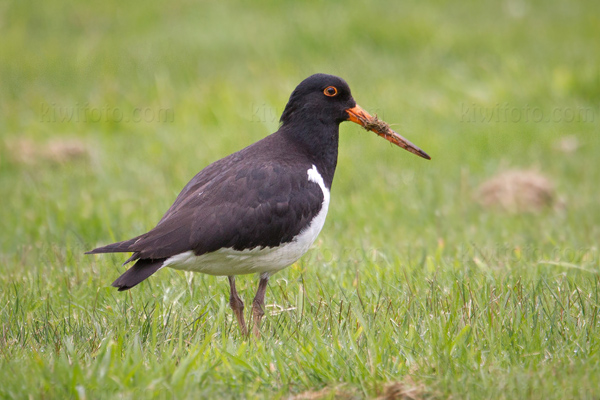 South Island Oystercatcher Picture @ Kiwifoto.com