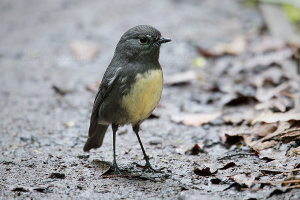 South Island Robin