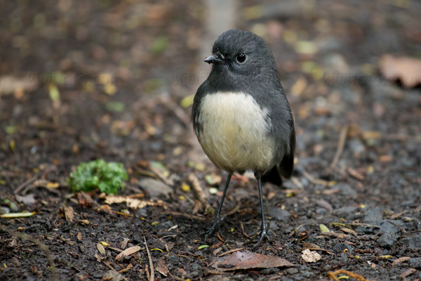 South Island Robin (P. australis rakiura)