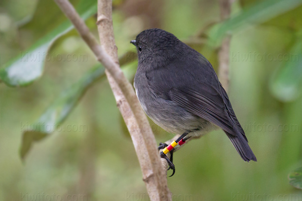 South Island Robin (P. australis rakiura)