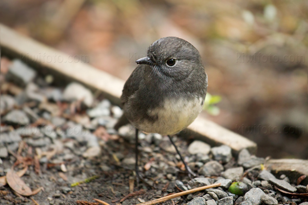 South Island Robin (P. australis rakiura)