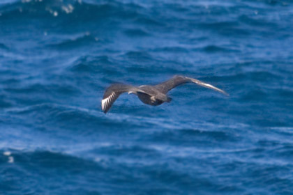 South Polar Skua Picture @ Kiwifoto.com