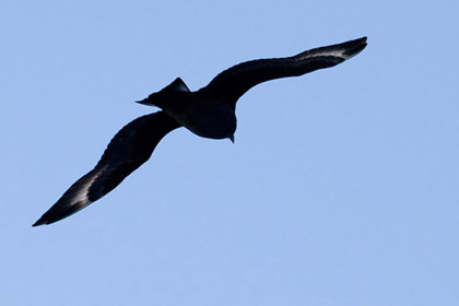 South Polar Skua Image @ Kiwifoto.com