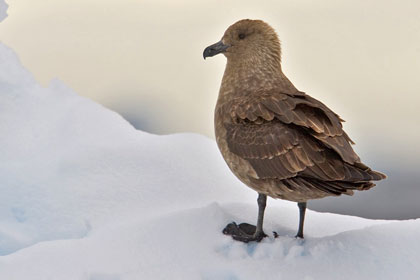 South Polar Skua Image @ Kiwifoto.com