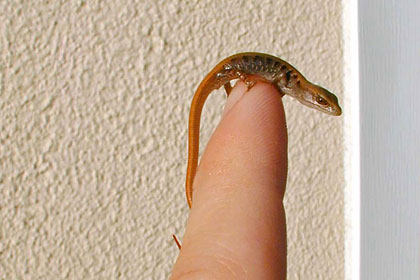 Southern Alligator Lizard Photo @ Kiwifoto.com