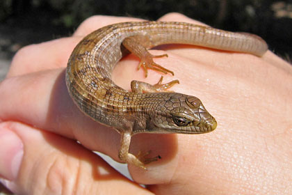 Southern Alligator Lizard Photo @ Kiwifoto.com