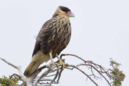 Southern Crested Caracara Photo @ Kiwifoto.com