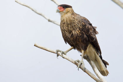 Southern Crested Caracara Image @ Kiwifoto.com