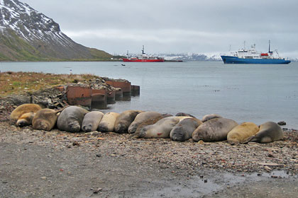 Southern Elephant Seal Image @ Kiwifoto.com