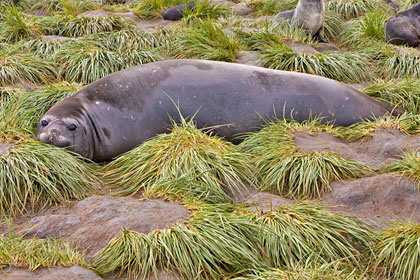 Southern Elephant Seal Image @ Kiwifoto.com