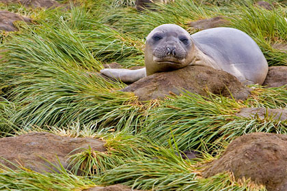 Southern Elephant Seal Photo @ Kiwifoto.com