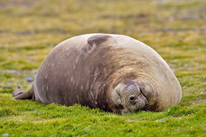Southern Elephant Seal Picture @ Kiwifoto.com