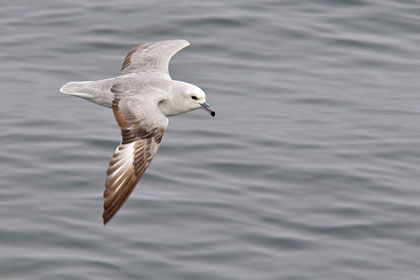 Southern Fulmar Image @ Kiwifoto.com