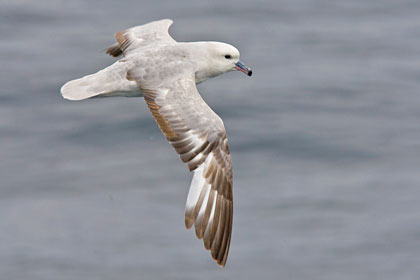 Southern Fulmar