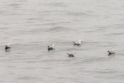 Southern Fulmar Image @ Kiwifoto.com