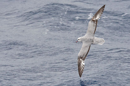 Southern Fulmar Image @ Kiwifoto.com