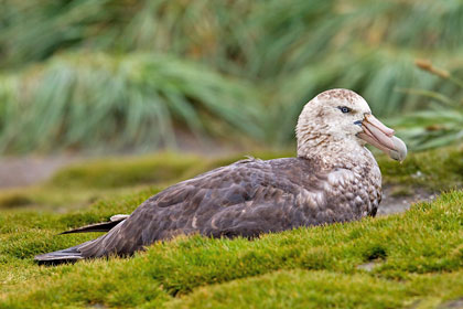 Southern Giant-petrel Image @ Kiwifoto.com