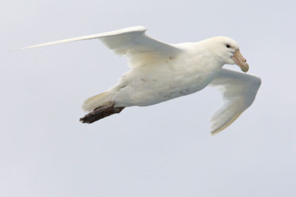 Southern Giant-petrel (white morph)