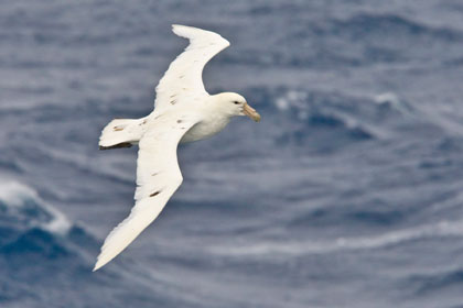 Southern Giant-petrel (white morph)