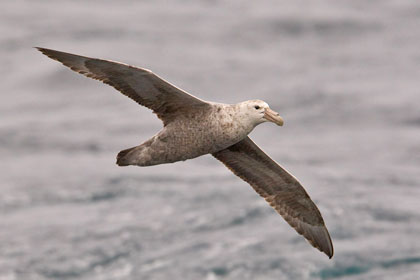 Southern Giant-petrel Picture @ Kiwifoto.com