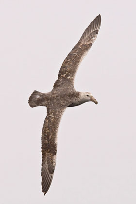Southern Giant-petrel Picture @ Kiwifoto.com