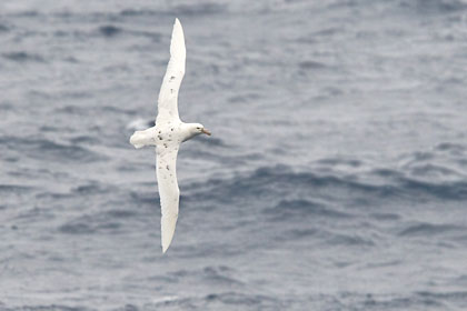 Southern Giant-petrel (white morph)