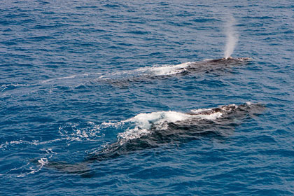 Southern Right Whale Picture @ Kiwifoto.com
