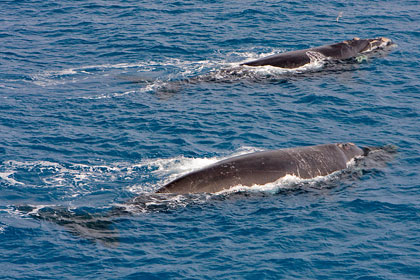 Southern Right Whale Image @ Kiwifoto.com