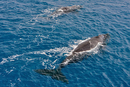 Southern Right Whale Picture @ Kiwifoto.com