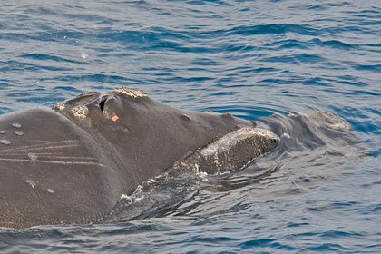 Southern Right Whale Image @ Kiwifoto.com