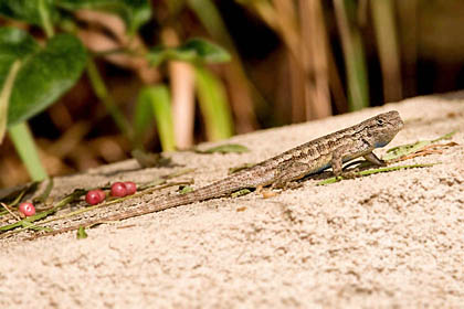 Southern Sagebrush Lizard Picture @ Kiwifoto.com