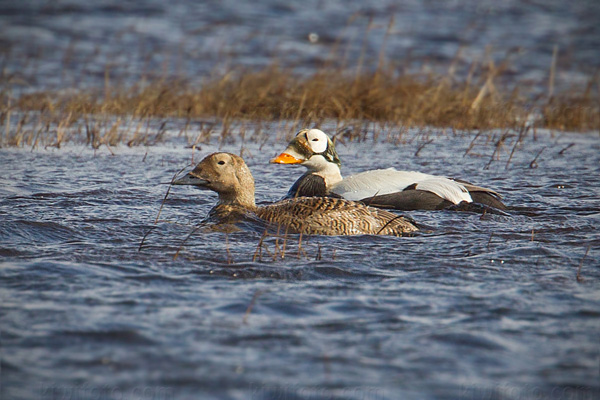 Spectacled Eider Image @ Kiwifoto.com