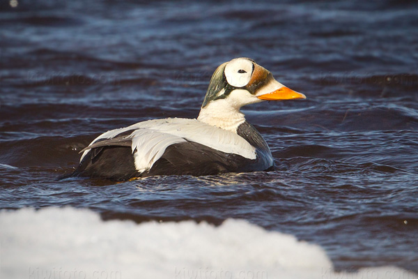 Spectacled Eider