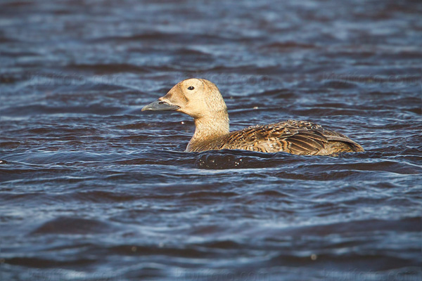 Spectacled Eider Photo @ Kiwifoto.com