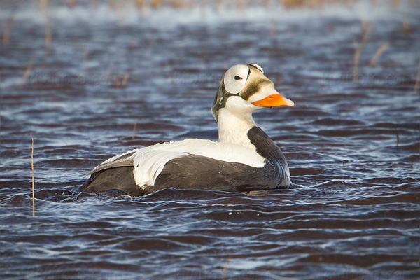 Spectacled Eider Photo @ Kiwifoto.com