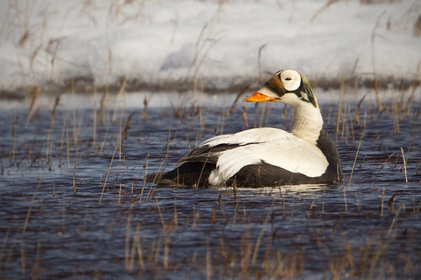 Spectacled Eider, Barrow, Alaska